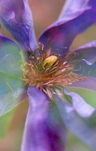 Clematis