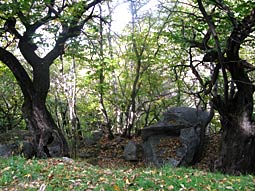 alte Bäume