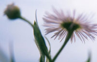 Blume