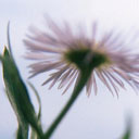 Blume quadratisch
