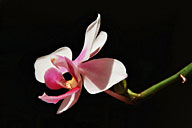 Orchidee