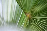 Palme