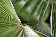 Palme