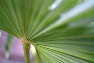 Palme