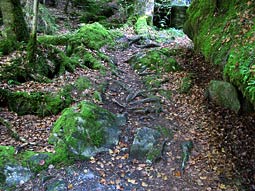 Waldweg 1