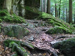 Waldweg 1