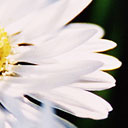 Wilde Bellis